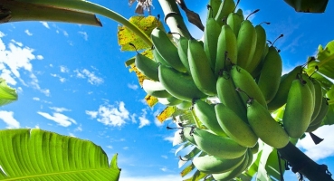 Bananeira pode ser usada como remédio e adubo