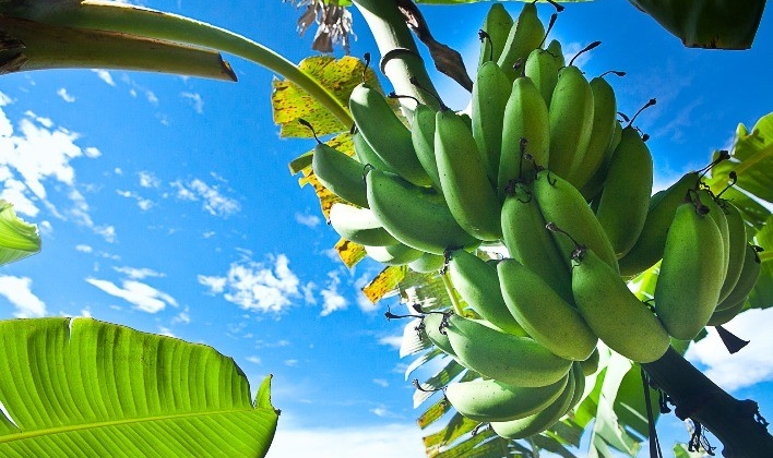 Bananeira pode ser usada como remédio e adubo