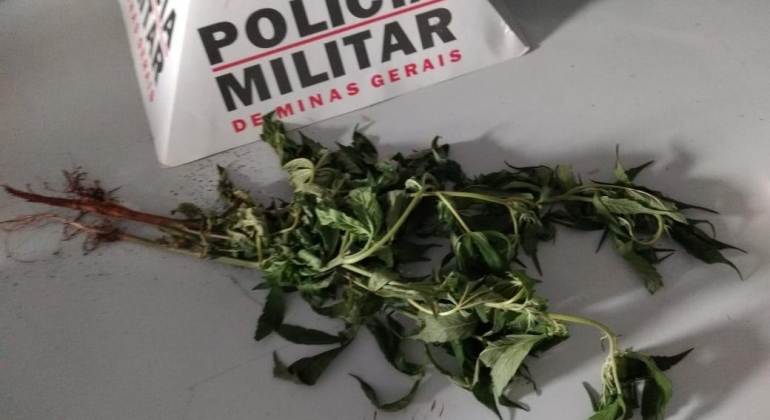 Adolescente é apreendido por cultivar pés de maconha em chácara  