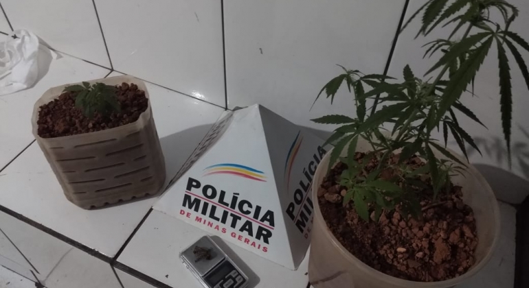 Polícia Militar de Lagoa Formosa localiza pés de maconha e balança de precisão em residência no Bairro Babilônia 