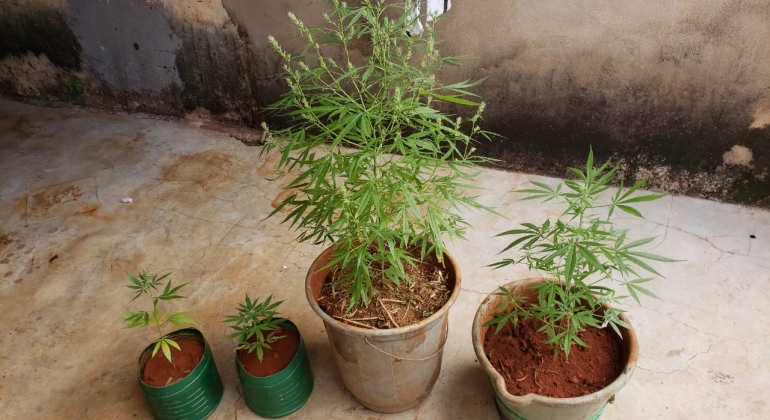 Polícia Militar de Lagoa Formosa faz nova apreensão de pés de maconha no Bairro Babilônia 