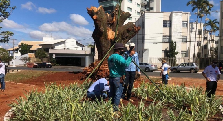 Nova paineira-rosa é plantada na Avenida Getúlio Vargas em Patos de Minas