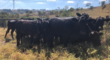 Polícia Civil recupera em fazenda de Lagoa Formosa bovinos furtados em Nova Ponte 