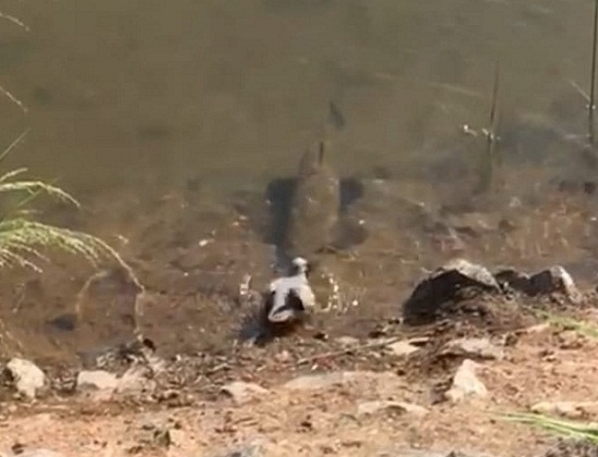 Imagem de internauta flagra pássaro sendo atacado por peixe na Lagoa Grande em Patos de Minas