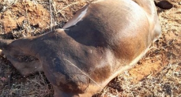 Animal bovino é atropelado por carreta na MG-410 no município de Presidente Olegário 