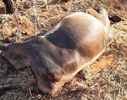 Animal bovino é atropelado por carreta na MG-410 no município de Presidente Olegário 