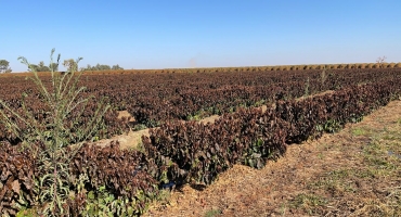 Geadas que atingiram plantações de café faz preço do produto disparar