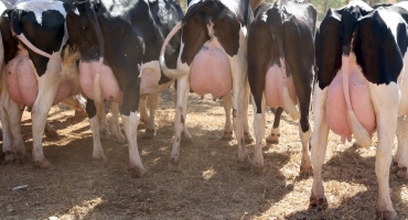 Sindicato dos Produtores Rurais de Lagoa Formosa realiza leilão de liquidação de plantel leiteiro da Fazenda Babilônia 