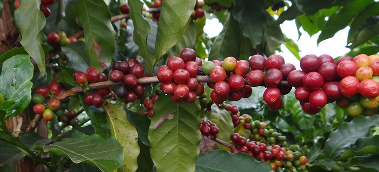 Safra de café em Minas Gerais deve ter redução de 38,1%