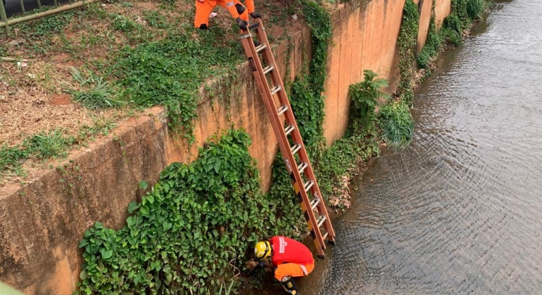 Corpo de Bombeiros salva cão que caiu dentro do córrego do Monjolo em Patos de Minas