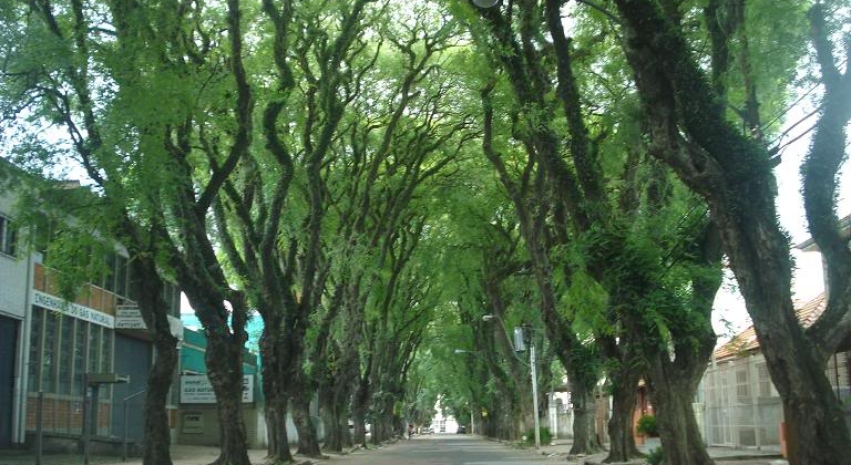 Projeto de lei que prevê a criação de corredores verdes nos centros urbanos é aprovado em Patos de Minas