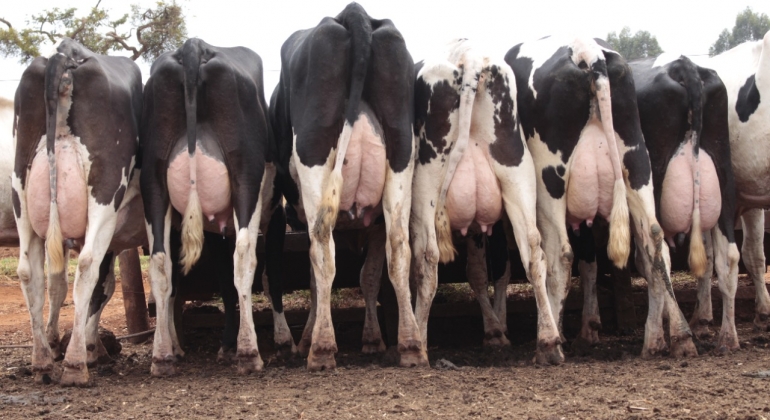Sindicato Rural de Lagoa Formosa realiza leilão de liquidação do rebanho leiteiro da Fazenda São Gabriel 