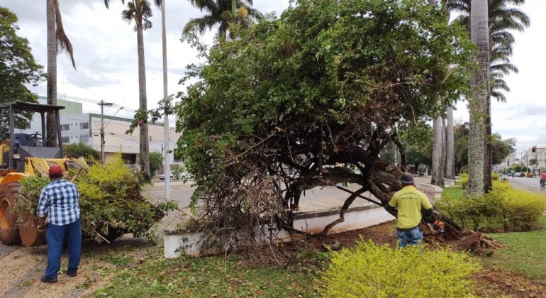 Servidores da prefeitura de Patos de Minas trabalham para salvar árvore na Avenida Getúlio Vargas 