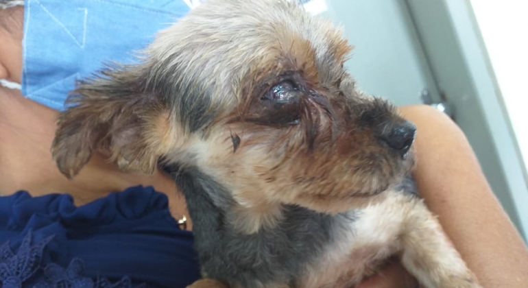20 cães vítimas de maus tratos são resgatados em Patos de Minas