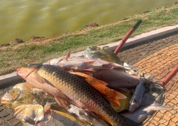 Lagoa Formosa: peixes da lagoa localizada no centro da cidade estão morrendo inexplicavelmente