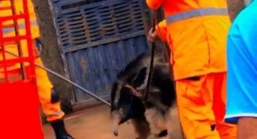 Bombeiros de Patos de Minas capturam tamanduá-bandeira  no Bairro Jardim Panorâmico