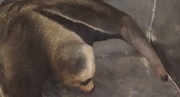 Tamanduá é capturado no jardim da Santa Casa de Misericórdia em Patos de Minas