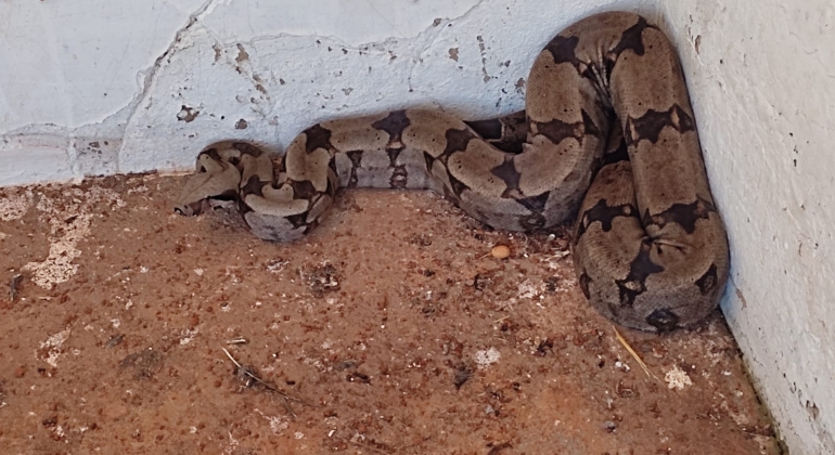 Homem é detido no centro de Patos de Minas transportando cobra jiboia dentro de caixa de isopor 