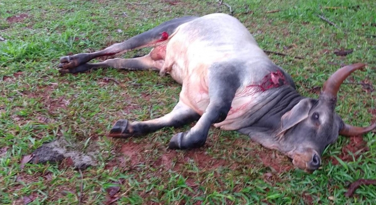  Veículo atropela e mata bovino que invadiu pista da BR-354 no município de Lagoa Formosa 