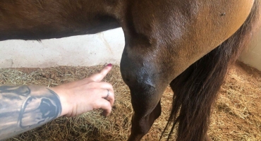 Cirurgia desnecessária teria comprometido a vida de animal denuncia médica veterinária de Patos de Minas 