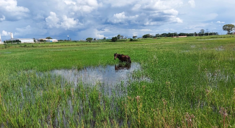 Cavalo pisoteia mudas recém-plantadas na lagoa da Ceasa em Patos de Minas