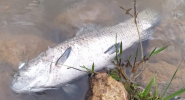 Carmo do Paranaíba – Peixes mortos aparecem boiando na Lagoa Madre Paulina