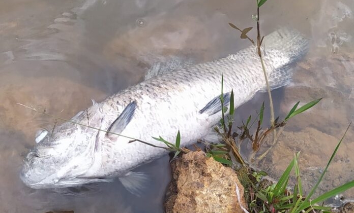 Carmo do Paranaíba – Peixes mortos aparecem boiando na Lagoa Madre Paulina