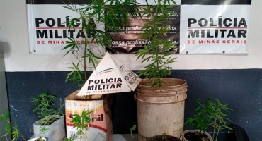 PM de Patos de Minas apreende vasos de maconha escondidos em mata no Bairro Alto da Serra