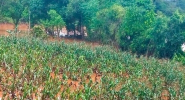 Chuvas provocam perdas de 119 mil hectares de lavouras de Minas Gerais