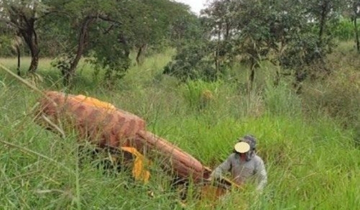 Condutor morre após trator tombar na BR-365 em Guimarânia 