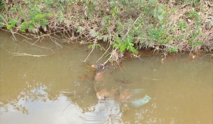  Corpo em avançado estado de decomposição é localizado próximo à ponte do Córrego Capivara em Lagoa Formosa