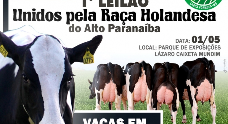 Festa do Feijão: 1º Leilão Unidos pela Raça Holandesa do Alto Paranaíba acontece em Lagoa Formosa 