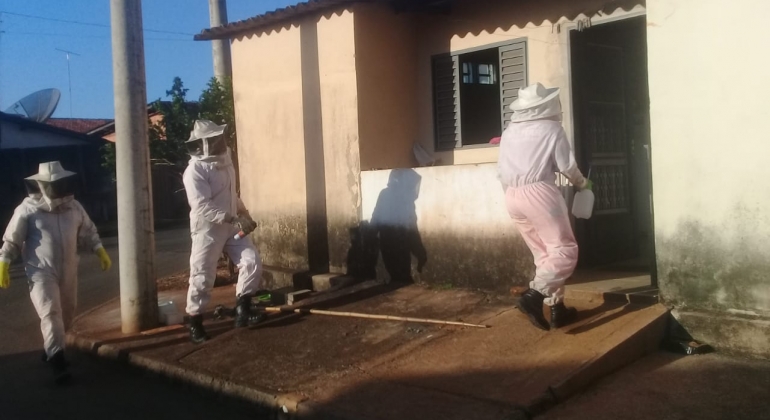 Cão morre e duas idosas são hospitalizadas após serem atacadas por abelhas em Patos de Minas