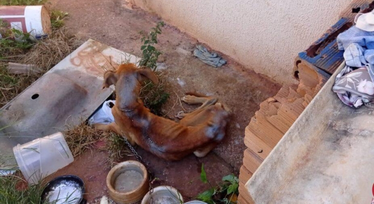 Cão em situação de abandono e maus tratos é resgatado pela Polícia Militar em Patos de Minas 