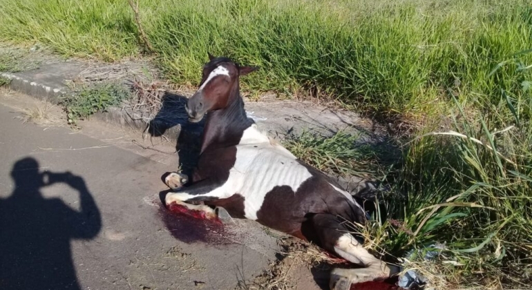 Cavalo cai em bueiro, quebra patas, mas é resgatado pelo Corpo de Bombeiros