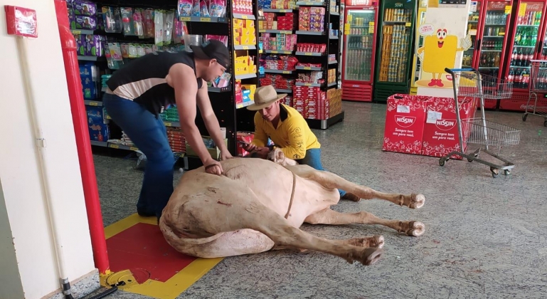 Animal bovino entra em supermercado na cidade de Carmo do Paranaíba e assusta funcionários e clientes 