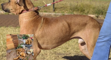 Cão vítima de maus-tratos em Patos de Minas que foi resgatado pela Polícia Militar está disponível para adoção