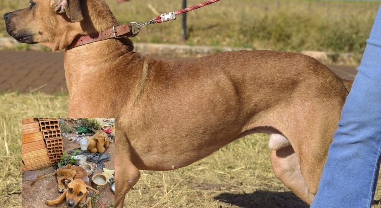 Cão vítima de maus-tratos em Patos de Minas que foi resgatado pela Polícia Militar está disponível para adoção