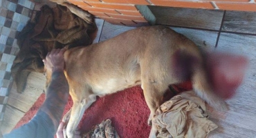 Moradores do Bairro Afonso Queiroz em Patos de Minas denunciam envenenamento e outros maus tratos a cães