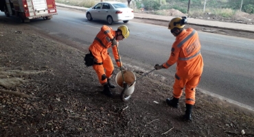 Militares do Corpo de Bombeiros capturam duas cobras jiboias em Patos de Minas