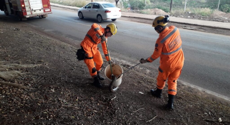 Militares do Corpo de Bombeiros capturam duas cobras jiboias em Patos de Minas