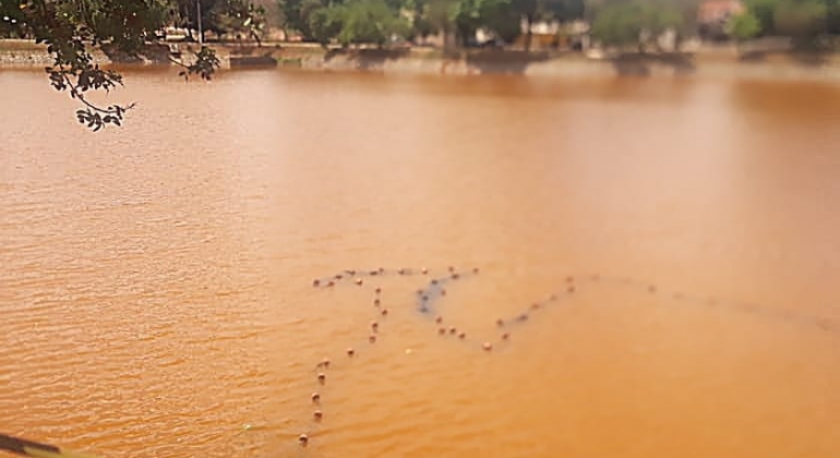 Processo de revitalização da Lagoinha em Patos de Minas é iniciado com retirada de animais e desassoreamento do espelho d’água