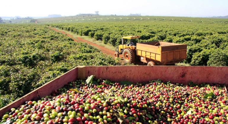 Produtores mineiros recebem compradores internacionais de café