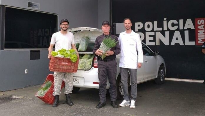 Detentos da penitenciária de Patrocínio produzem verduras e hortaliças que são doadas à instituições da cidade