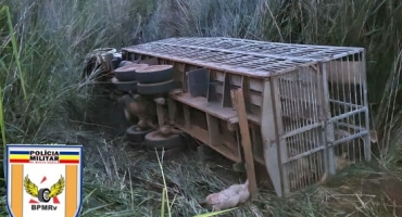 24 suínos morrem após caminhão sofrer falha mecânica e tombar em Patos de Minas