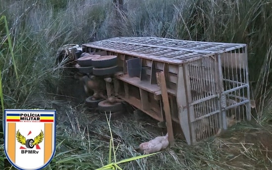 24 suínos morrem após caminhão sofrer falha mecânica e tombar em Patos de Minas