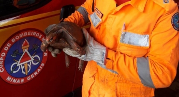 Corpo de Bombeiros de Patos de Minas resgata Jaboti no bairro Jardim Panorâmico