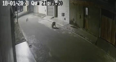 Lagoa Formosa: câmera de segurança mostra cão pitbull atacando e matando gata de morador no Bairro Santa Cruz