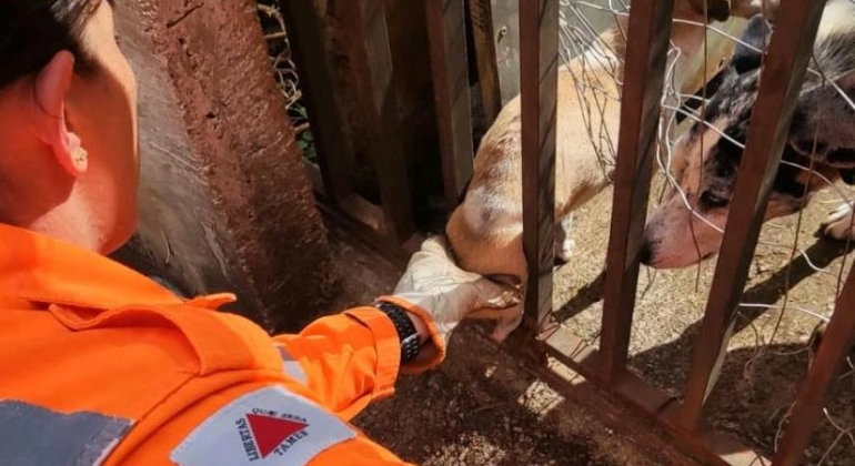 Corpo de Bombeiros de Patos de Minas é acionado para resgatar cãozinho entalado em grade de portão