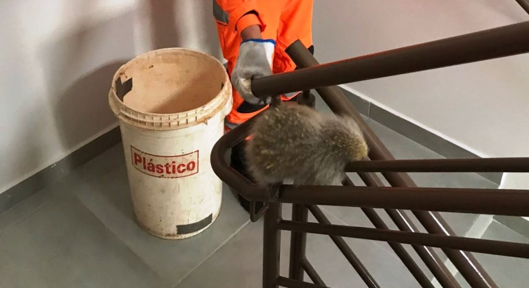 Corpo de Bombeiros captura ouriço-cacheiro no 4º andar de prédio em Patos de Minas